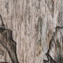 15205 - Wood Grain Sea Plant I by Mercana Studio a Hand Embellished Textured Framed Art Print