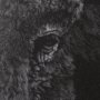 11622 - Custom Black Glimpse I by Mercana Studio Hand Embellished Framed Photo Art Print Matted under Glass