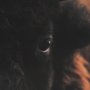 15215 - Stare Down by Chad Mackay a Hand Embelished Textured Framed Photo Art Print Matted under Glass