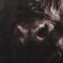 15217 - Highland Stare by Chad Mackay a Hand Embellished Textured Framed Photo Art Print