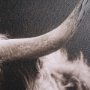 15217 - Highland Stare by Chad Mackay a Hand Embellished Textured Framed Photo Art Print