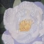 15228 - Flower Portrait V by Mercana Studio a Hand Embellished Textured Framed Art Print Matted under Glass