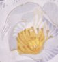 15244 - Flower Portrait V (PEONY) by Mercana Studio a Hand Embellished Textured Framed Art Print