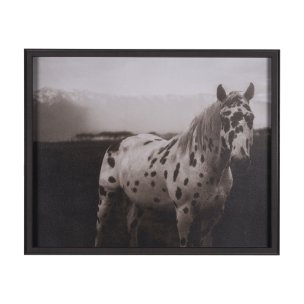 Spotted Solo Horse by Nathan Kane a Hand Embelished Textured Framed Photo Art Print