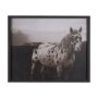 15274 - Spotted Solo Horse by Nathan Kane a Hand Embelished Textured Framed Photo Art Print