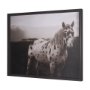 15274 - Spotted Solo Horse by Nathan Kane a Hand Embelished Textured Framed Photo Art Print