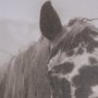 15274 - Spotted Solo Horse by Nathan Kane a Hand Embelished Textured Framed Photo Art Print