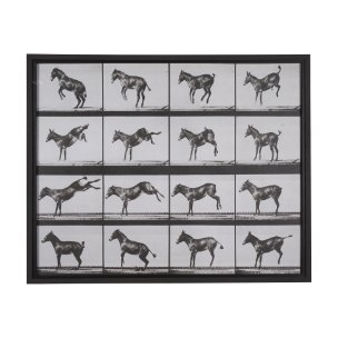 Bucking and Kicking by Eadweard Muybridge Hand Embellished Framed Art Print Matted under Glass