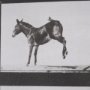 15301 - Bucking and Kicking by Eadweard Muybridge Hand Embellished Framed Art Print Matted under Glass