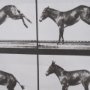 15301 - Bucking and Kicking by Eadweard Muybridge Hand Embellished Framed Art Print Matted under Glass