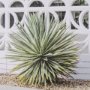 15318 - Palm Springs Villa Puerta Naranja Irene Suchocki Hand Embellished Framed Photo Art Print Matted unde