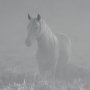 15320 - Quiet Morning by Matt Roseveare a Framed Photo Art Print Matted under Glass