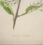 15408 - Botanical Study-Prunus Padus by Mercana Studio a Hand Embelished Textured Framed Art Print
