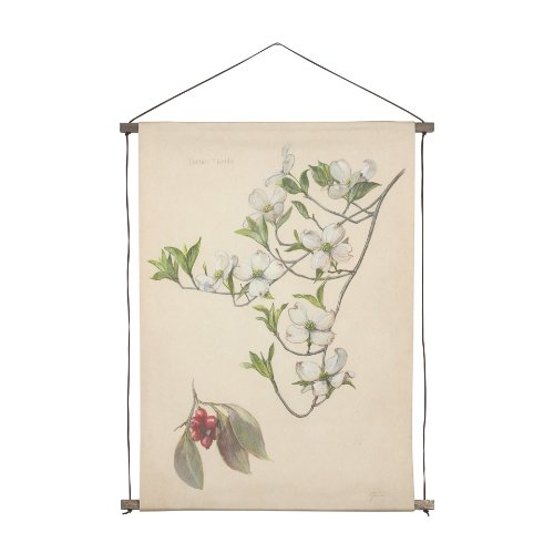 15409 - Botanical Study-Cornus Florida by Mercana Studio a Hand Embelished Textured Framed Art Print
