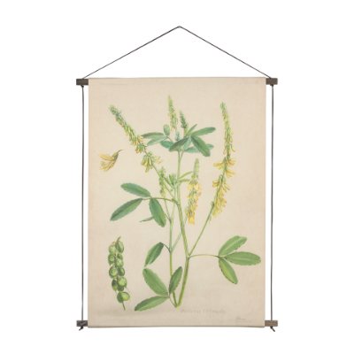 15410 - Botanical Study-Melilotus Officinalis by Mercana Studio a Hand Embelished Textured Framed Art Print