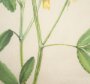 15410 - Botanical Study-Melilotus Officinalis by Mercana Studio a Hand Embelished Textured Framed Art Print