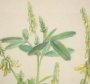 15410 - Botanical Study-Melilotus Officinalis by Mercana Studio a Hand Embelished Textured Framed Art Print