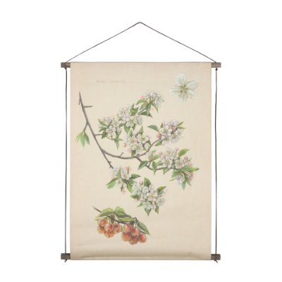 15411 - Botanical Study-Malus Sylvestris by Mercana Studio a Hand Embelished Textured Framed Art Print