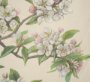 15411 - Botanical Study-Malus Sylvestris by Mercana Studio a Hand Embelished Textured Framed Art Print