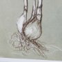15352 - Botanical Sketch I (green) by Mercana Studio Hand Embellished Framed Art Print Matted under Glass