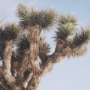 15360 - Joshua Tree 3 by THE Studio a Framed Photo Art Print Matted under Glass