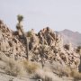 15360 - Joshua Tree 3 by THE Studio a Framed Photo Art Print Matted under Glass