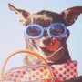 15361 - Retro Chihuahua by THE Studio a Framed Photo Art Print Matted under Glass