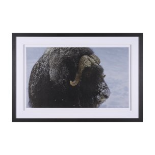 Muskox by Gary Blatter a Hand Embellished Textured Framed Photo Art Print Matted under Glass