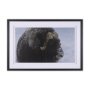 15371 - Muskox by Gary Blatter a Hand Embellished Textured Framed Photo Art Print Matted under Glass