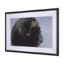 15371 - Muskox by Gary Blatter a Hand Embellished Textured Framed Photo Art Print Matted under Glass