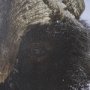 15371 - Muskox by Gary Blatter a Hand Embellished Textured Framed Photo Art Print Matted under Glass