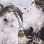 15372 - Just Let Me Scratch by Arabella Studios a Hand Embellished Textured Framed Photo Art Print