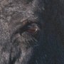 15377 - Wild Horses by Gary Blatter a Hand Embellished Textured Framed Photo Art Print