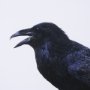 15383 - Raven Beauty by Gary Blatter a Hand Embellished Textured Framed Photo Art Print Matted under Glass