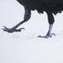 15383 - Raven Beauty by Gary Blatter a Hand Embellished Textured Framed Photo Art Print Matted under Glass