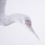 15416 - Sandhill Crane I by Chad Mckay a Hand Embelished Textured Framed Photo Art Print