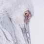 15417 - Sandhill Crane II by Chad Mckay a Hand Embelished Textured Framed Photo Art Print