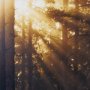9162 - Woodland Glow by Andreas Stridsberg a Hand Embelished Textured Framed Art Photo Matted under Glass