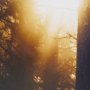 9162 - Woodland Glow by Andreas Stridsberg a Hand Embelished Textured Framed Art Photo Matted under Glass