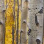 12962 - Aspen Trees 3 by Jamie Cook a Hand Embelished Textured Framed Photo Art Print Matted under Glass