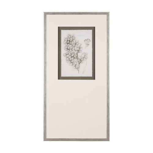 15427 - Fern Study IV (Capillus Veneris) Mercana Studio Hand Embelished Framed Art Print Matted under Glass