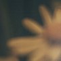 15464 - Wild Blooms I by Nathan Larson a Hand Embellished Framed Photo Art Print Matted under Glass