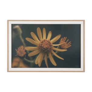 Wild Blooms II by Nathan Larson a Hand Embellished Framed Photo Art Print Matted under Glass