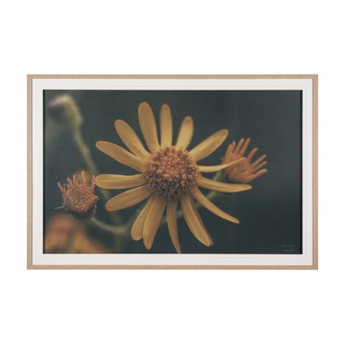 15465 - Wild Blooms II by Nathan Larson a Hand Embellished Framed Photo Art Print Matted under Glass