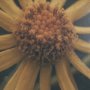 15465 - Wild Blooms II by Nathan Larson a Hand Embellished Framed Photo Art Print Matted under Glass