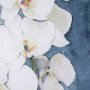 15443 - Purity I by Mercana Studio a Framed Art Print