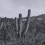 15450 - On The Ranch Cactus I by Norm Stelfox Hand Embelished Textured Framed Photo Art Print Matted under G