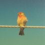 15469 - Wired Finch by Nathan Larson a Hand Embellished Framed Photo Art Print Matted under Glass