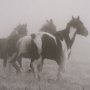 15460 - Painted Horses on the Run by Debra Van Swearingen a Hand Embellished Framed Photo Art Print Matted u
