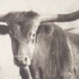 15470 - Texas Longhorns (Set of 2) by Debra Van Swearingen a Hand Embellished Framed Art Photograph Print